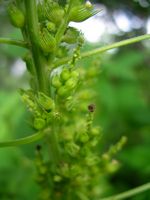 Acalypha fimbriatum fl6-t.JPG